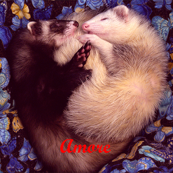 amore